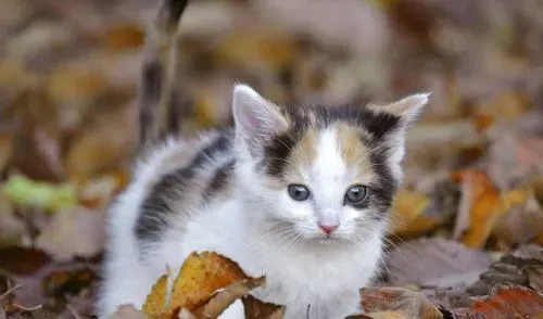 猫不能吃的东西 哪些食物可致命 | 猫