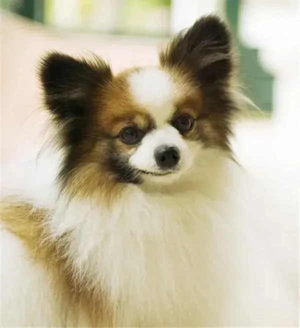 蝴蝶犬|了解蝴蝶犬中暑的原因和症状
