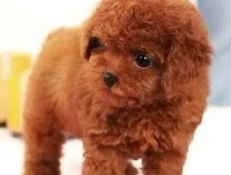 贵宾犬|贵宾犬比较适合带什么样的链子
