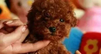 贵宾犬|最近贵宾犬呕吐，拉稀不吃饭是怎么了