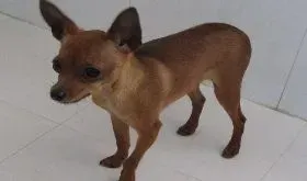 小鹿犬|我家小鹿犬突然狂躁咬人怎么调教