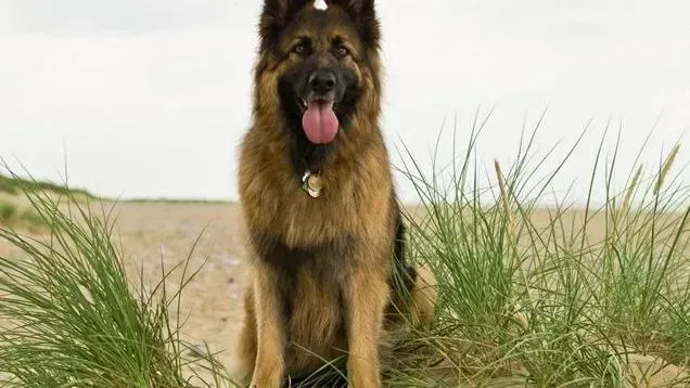 德国牧羊犬|饲养知识十知道 怎样喂养德国牧羊犬最正确