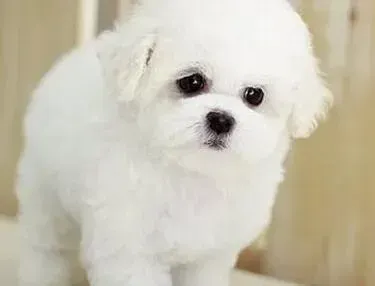 比熊犬|比熊犬抽搐，四肢无力，口吐白沫没事吧