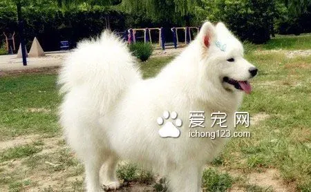 银狐犬吃什么狗粮 幼犬还是以母乳为主 | 银狐犬
