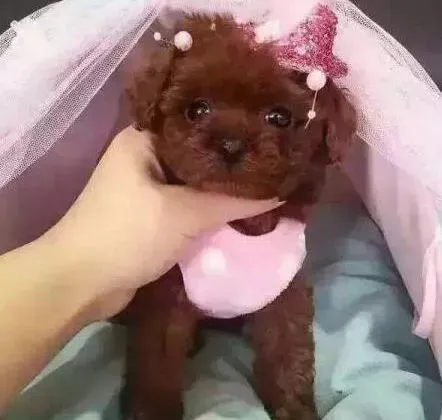 泰迪犬|4个月的泰迪犬吃什么狗粮好