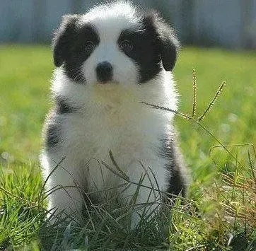 边境牧羊犬|边境牧羊犬食欲和精神都很正常为什么还会拉稀