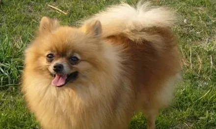 博美犬智商能达到几岁 智商有3到4岁小孩 | 博美