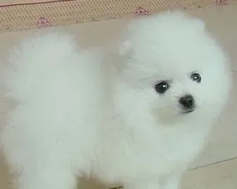 博美犬智商能达到几岁 智商有3到4岁小孩 | 博美