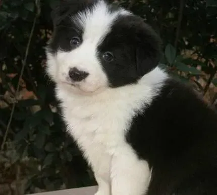 边境牧羊犬|如何在喂食的时候不被边境牧羊犬咬伤