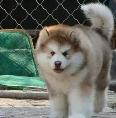 阿拉斯加犬|阿拉斯加犬老打哆嗦是什么毛病