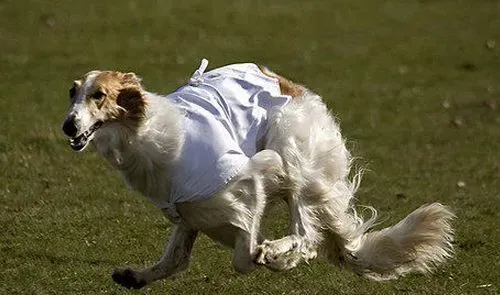 苏俄猎狼犬吃什么狗粮 按狗狗喜好来进行选择 | 苏俄猎狼犬