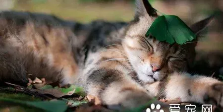 猫咪打疫苗多少钱 60日龄后才可以打疫苗 | 猫