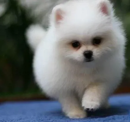 银狐犬|银狐犬正确的喂养方法