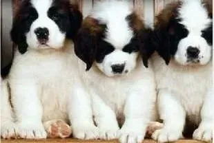 圣伯纳犬|纠正饲养误区 找出解决圣伯纳犬体味的好方法
