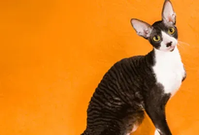 柯尼斯卷毛猫的性格 它们聪明顽皮 | 柯尼斯卷毛猫