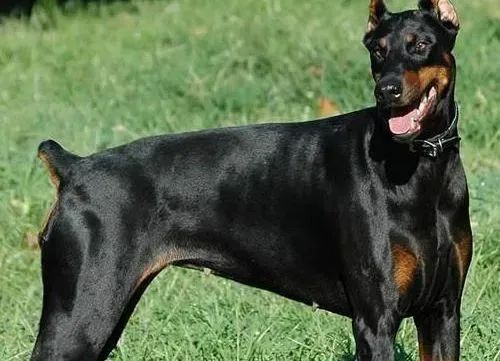 杜宾犬|天使小清新 三个要点让杜宾犬远离体味困扰