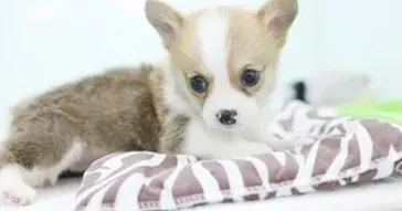 柯基犬|柯基犬鼻子两端长疮了 紧急求救