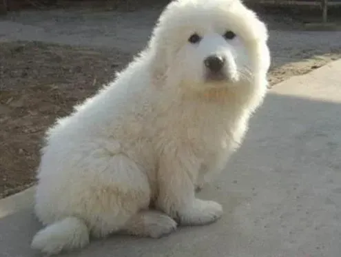 大白熊犬|大白熊犬一定听到动静就吠叫怎么训练纠正
