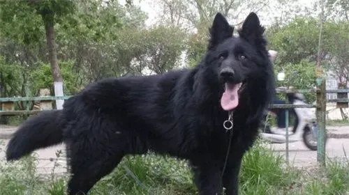 比利时牧羊犬训练 比利时牧羊犬训练的重要性 | 比利时牧羊犬