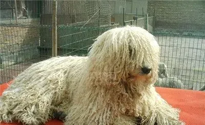 可蒙犬出自哪个国家 可蒙犬出自匈牙利 | 可蒙犬