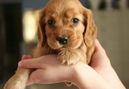 可卡犬|饮食百事通 怎样培养可卡犬养成良好的饮食习惯