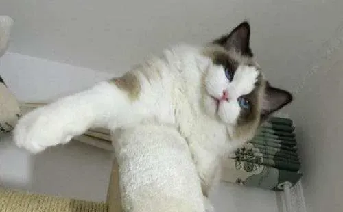 布偶猫绝育多少钱  布偶猫绝育如何照料 | 布偶猫