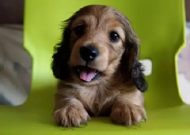 腊肠犬|饲养腊肠犬时要了解的一些饲养常识