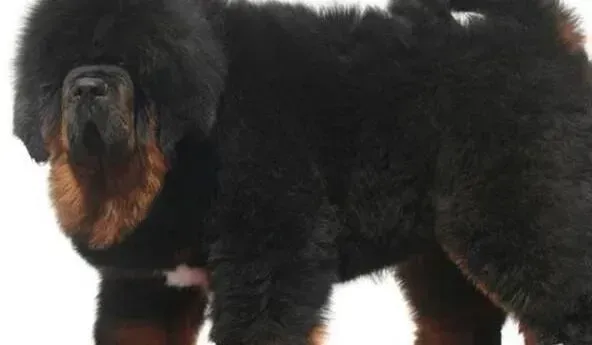 藏獒|怎样及时医治中毒的藏獒犬
