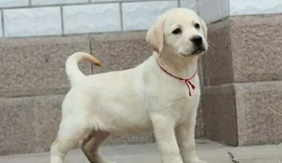 拉布拉多|怎样照顾妊娠期的拉布拉多犬母犬