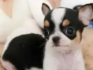 吉娃娃|吉娃娃腹泄一个多月了怎么办