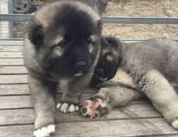 高加索犬|去除高加索犬体内寄生虫有哪些好办法