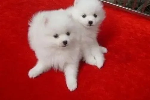 银狐犬|狗狗健康公开课 银狐犬出现呕吐现象须谨慎