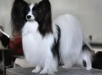 蝴蝶犬|蝴蝶幼犬多大可以训练它自己上厕所