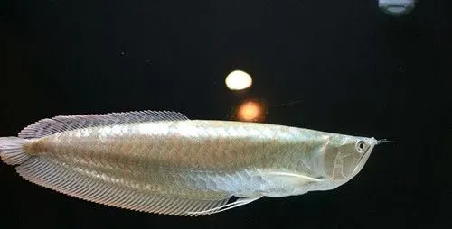 银龙鱼几天喂一次 根据食物的种类自行控制 | 银龙鱼