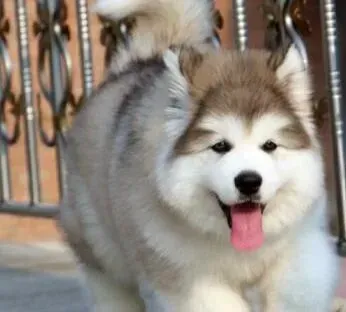 阿拉斯加犬|两个月的阿拉斯加犬一顿应该吃多少狗粮