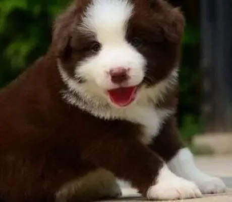 边境牧羊犬|如何塑造出边境牧羊犬一个健康的心理状态