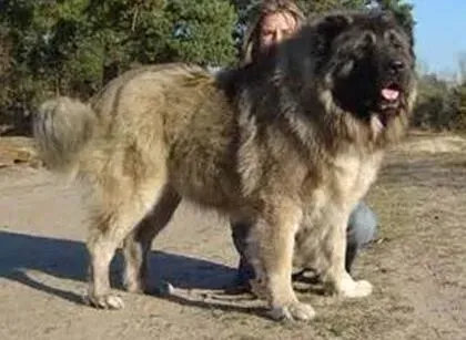 高加索犬|寒冷季节勿忘防寒保暖 防治高加索犬感冒有哪些方法