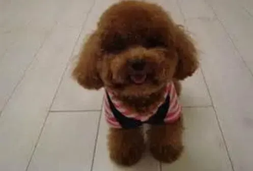 泰迪犬|泰迪犬和人类可以共患的疾病都有哪些