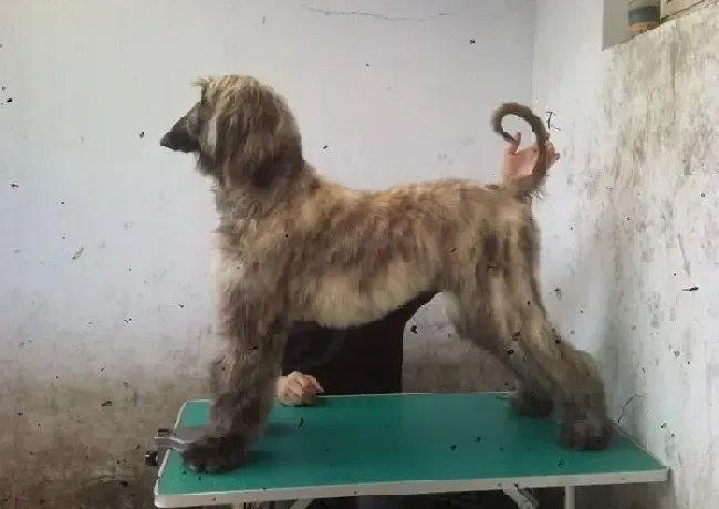 阿富汗猎犬|阿富汗猎犬感冒，发烧吃什么药好