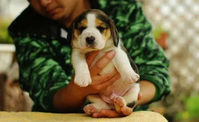 比格犬|怎样让比格爱犬一路健康的长大