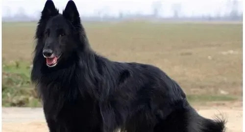 比利时牧羊犬训练 比利时牧羊犬训练的重要性 | 比利时牧羊犬