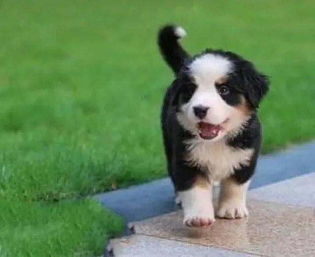 伯恩山犬|怎样科学的照顾好才到家的伯恩山犬