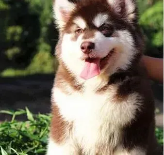 阿拉斯加犬|阿拉斯加雪橇犬最基本的养护方式