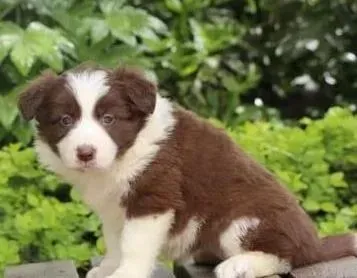 边境牧羊犬|带边境牧羊犬出门遛弯时不听话怎么教育