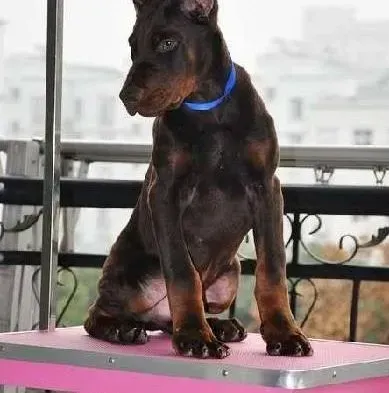 杜宾犬|杜宾犬重度细小拉水、呕吐白色粘液还能治好吗