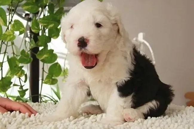 古代牧羊犬|古代牧羊犬过分贪玩应该怎么办