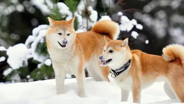 秋田犬|出门前的远虑 如何安置和寄养自己的秋田犬