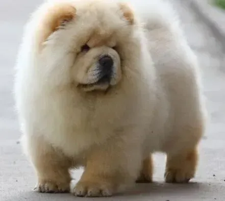 松狮犬|饲养小烦恼 松狮犬不喜欢梳理毛发怎么办