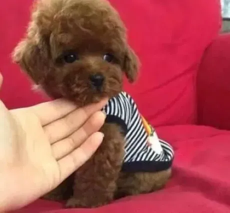 泰迪犬|你知道为什么泰迪犬那么喜欢挑食吗