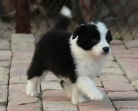 边境牧羊犬|边境牧羊犬食欲不好经常呕吐是什么情况